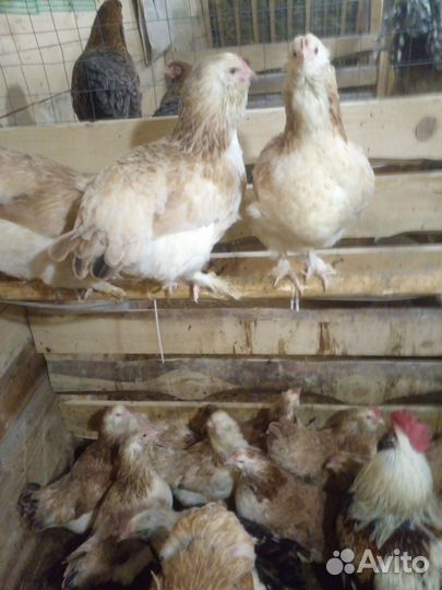 Куры несушки