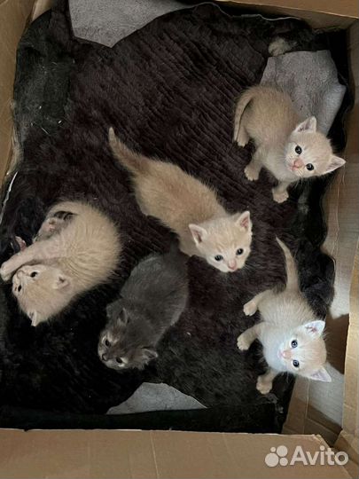 Котята в добрые руки