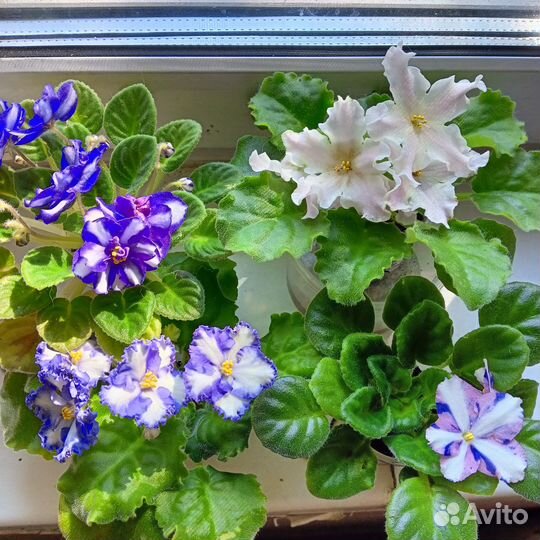 Фиалки химеры