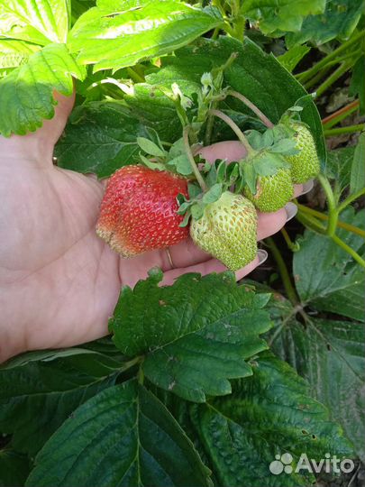 Рассада клубники