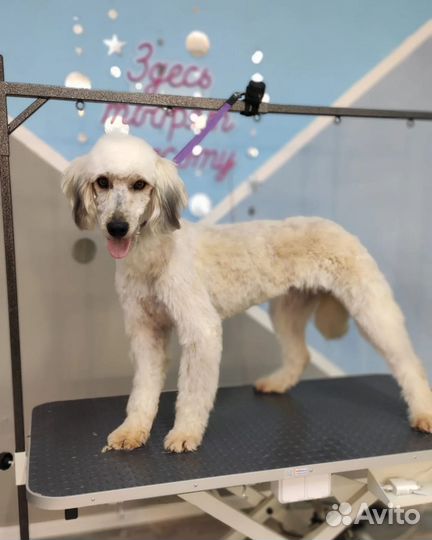 Собака Гера в добрые руки