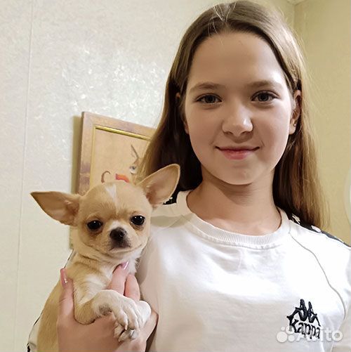 Щенки чихуахуа