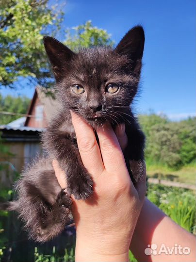 Кошки в добрые руки бесплатно
