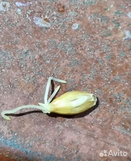 Солод ячменный