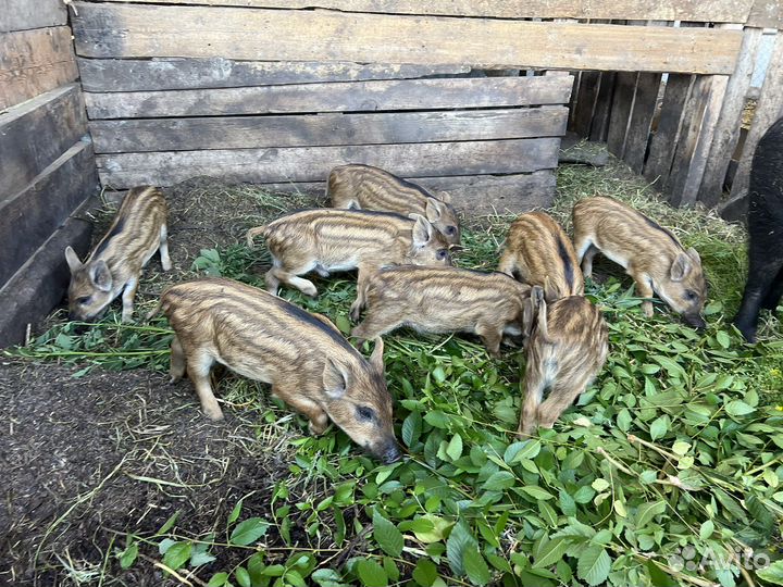 Поросята, дикие кабанчики