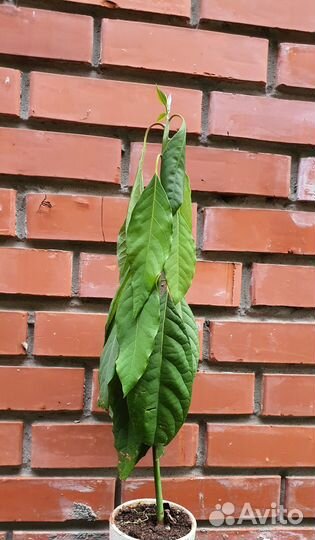 Авокадо разные возраст от года до 2х лет