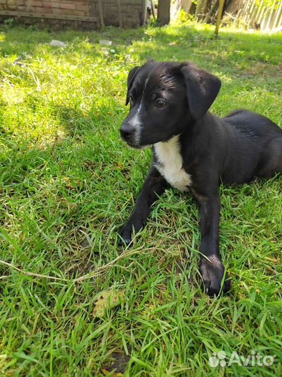 Отдам бесплатно щенят в добрые руки