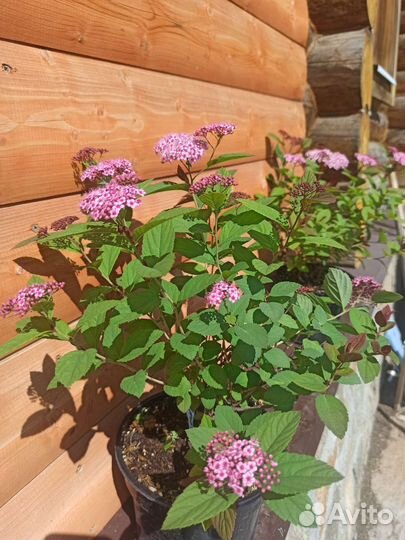 Спиреи, пузыреплодники, ягодные и др