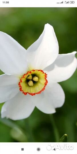 Луковицы нарциссов Глаз фазана