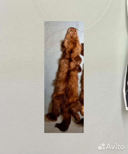 Меховые шкурки