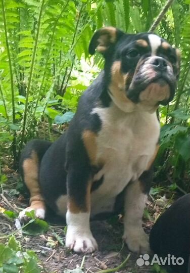 Английские плюшки