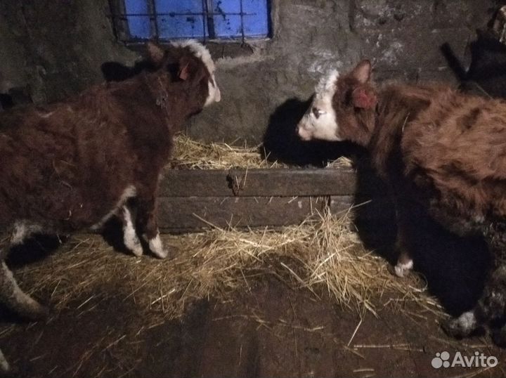 Две телочки по 6 месяцев