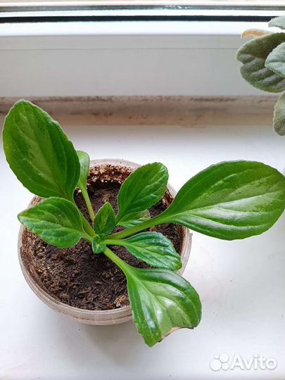 Комнатные цветы