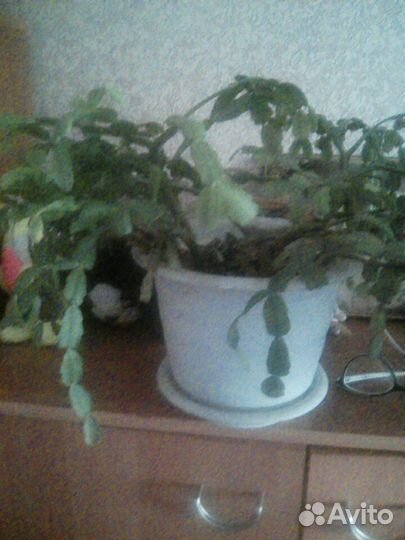 Декабрист цветок