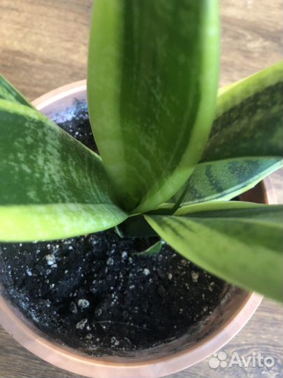 Сансевиерия трёхполосная (тёщин язык, щучий хвост)