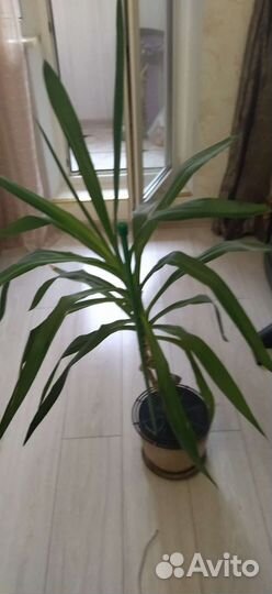 Юкка, фикус, фиалки