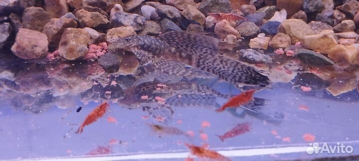 Креветки вишнёвые, Гуппи,Анциструсы стрекозы