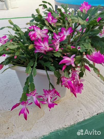 Декабрист. Комнатные растения, цветы