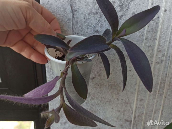 Домашние цветы