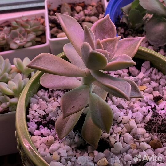 Граптопеталум парагвайский суккулент