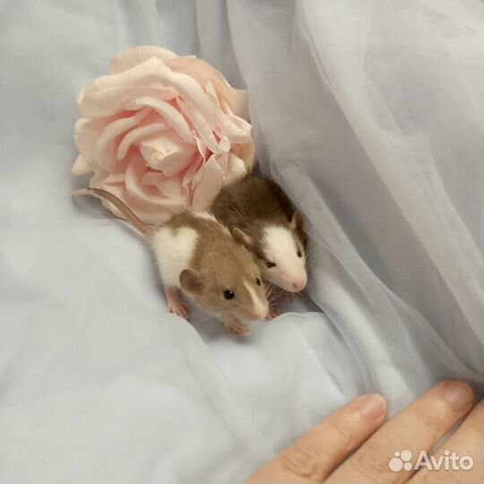 Крысята дамбо девочки