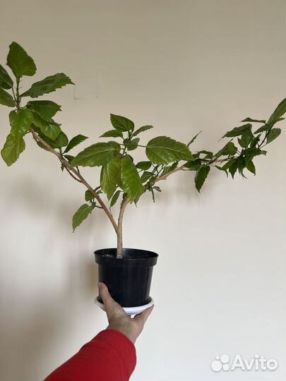 Розан китайская роза