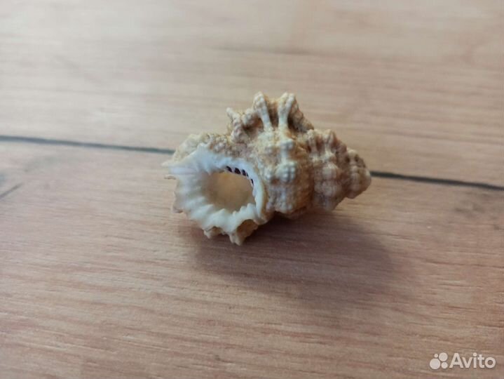 Морская раковина