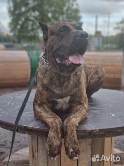 Кинолог, дрессировка, набор в группу