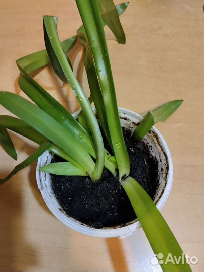 Гиппеаструм