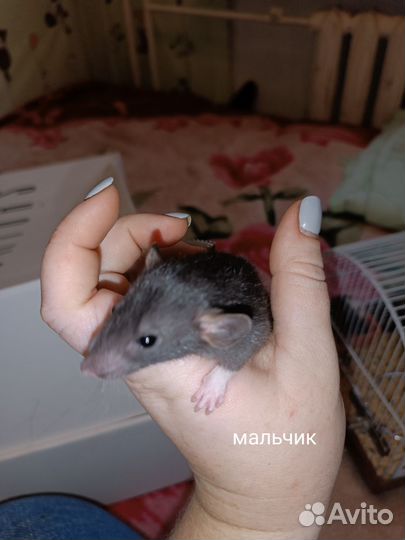Крысята дамбо рекс