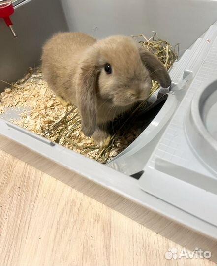 Декаративный кролик