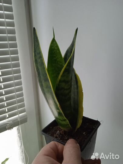 Антуриум,Сансевьера,Хлорофитум,фикус Бенджамина