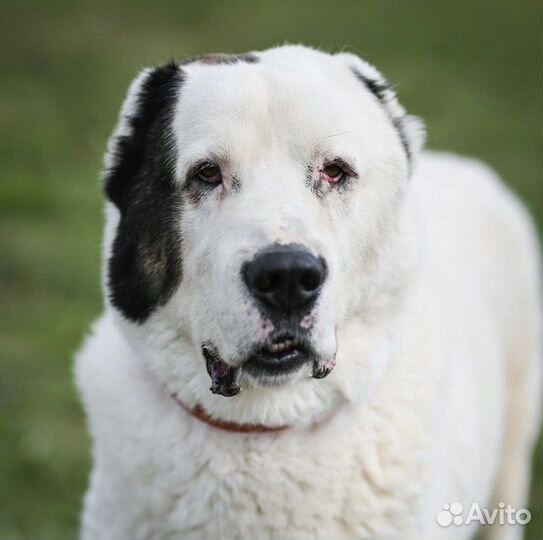 Алабай в дар