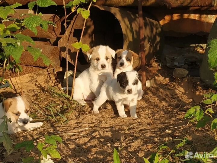 Щенки ищут дом