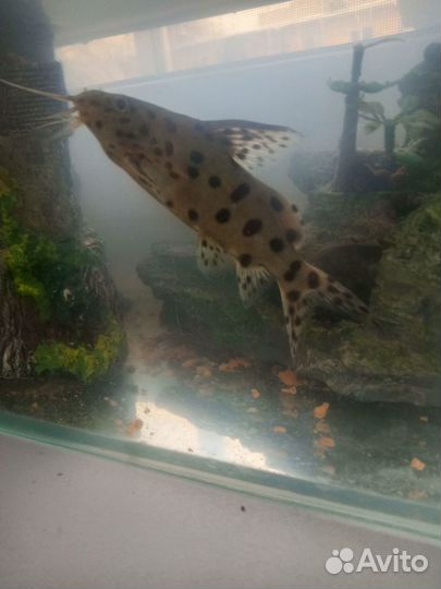 Рыба сомик синодонтис леопардовый