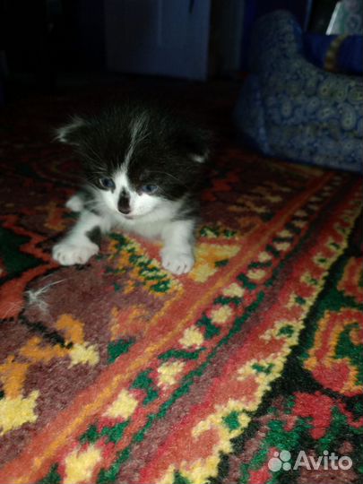 Отдаем котят в добрые руки