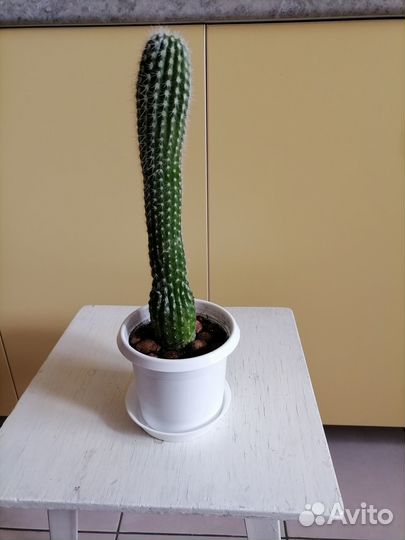 Кактусы и суккуленты