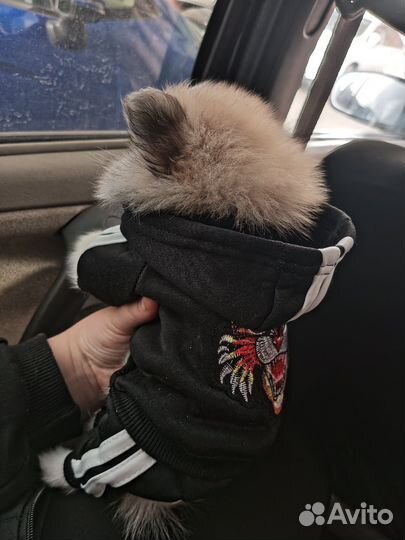 Костюм для собаки