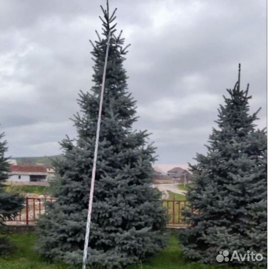 Ели крупномеры от 3 до 8 метров l-9054