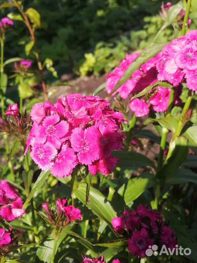 Турецкая гвоздика 4 корня, семена