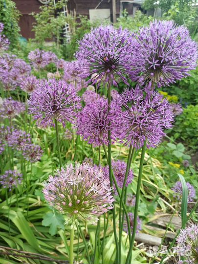 Садовые растения Обменяю