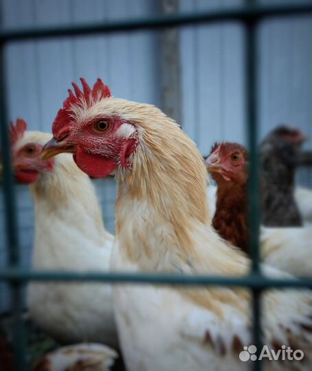 Молодые петухи Петух Петушки