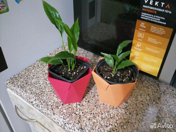 Спатифилиум