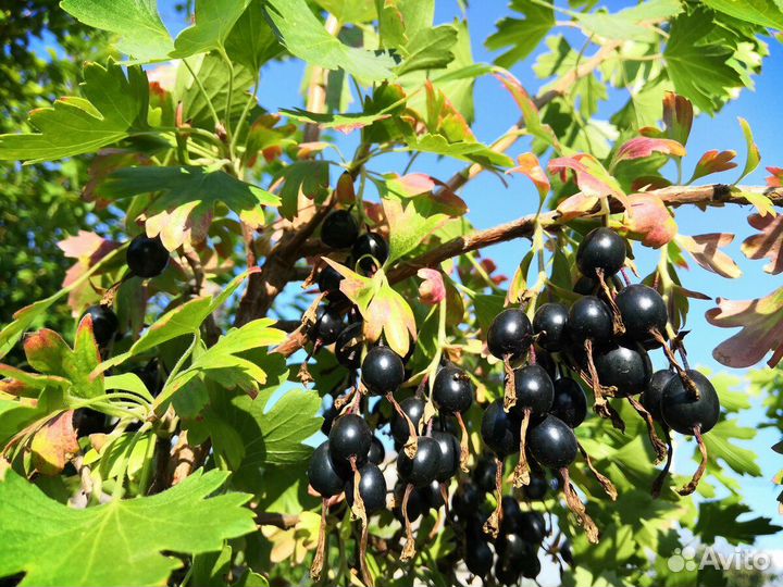 Саженцы крандальной смородины