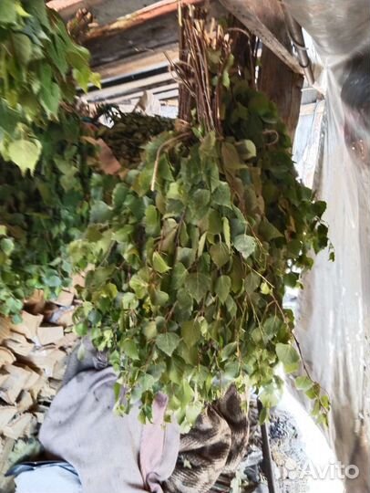 Веники березовые и дубовые для бани