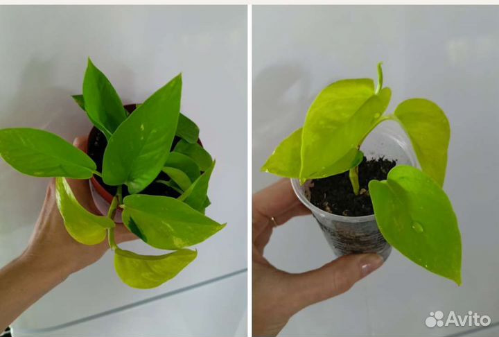 Цветы комнатные