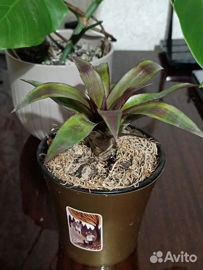 Цветок гузмания