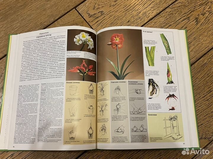 Энциклопедия о комнатных растениях