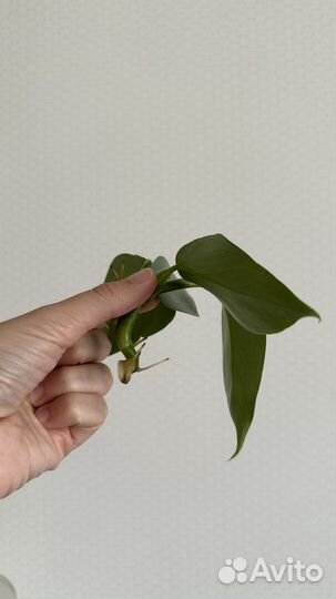 Филодендрон хастатум