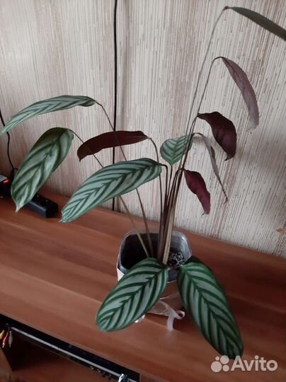 Калатея, Эухарис (амазонская лилия)